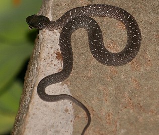 Weisslippenschlange 3, crotaphopeltis hotamboeia